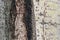 defective abstract texture of aspen tree bark
