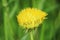 Defective dandelion Taraxacum officinale one yellow flower with atrophied petals grows on too fertilized soil.