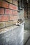 A defenseless lonely and sad homeless kitten near an old and shabby wall. The kitten looks at the camera