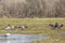 Defensive Behavior Amongst Brant Geese