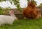 Defensive hen attacking rabbit in attempt to protect chicks