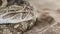 Defensive puff adder