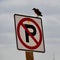 Defiance Shown by a Common Grackle on a No Parking Sign