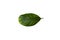 Deficiency of minerals in plant, lack of nitrogen, potassium, Iron deficiency chlorosis, Sick yellow leaf of leaf, isolated on the