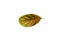 Deficiency of minerals in plant, lack of nitrogen, potassium, Iron deficiency chlorosis, Sick yellow leaf of leaf, isolated on the