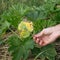 Deficiency of minerals in plant. Lack of nitrogen, potassium. Sick yellow leaky leaves with spots