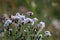 Deflorate weeds on wild meadow