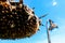 Deflorate, withered sunflower on background of blue sky