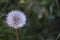 Deflowered dandelion on an indistinct background.