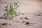 Defocus abstract background sand. Sandy beach on tropical resort