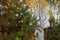 Defocus back view of young woman in striped hat and gray jacket walking in yellow and green autumn forest. Natural fall