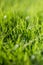 Defocus background of fresh green spring grass on Alpine meadow macro