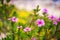 Defocus beautiful floral background