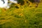 Defocus blooming broom bush, Cytisus scoparius. Natural background with yellow flowers. Nature abstract blurred