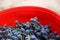 Defocus blue grape on red background. Red wine grapes background retro. Vineyard backdrop. Closeup. Copy space. Out of