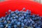Defocus blue grape on red background. Red wine grapes background. Vineyard. Out of focus