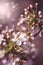 Defocus blur background of blooming white buds of cherry flowers on tree branches