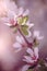 Defocus blur background of blooming white flower buds of apple trees on the branches