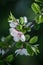 Defocus blur background of blooming white flower buds of apple trees on the branches