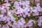 Defocus blur background of blooming white flower buds of apple trees on the branches