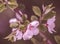 Defocus blur background of blooming white flower buds of apple trees on the branches