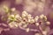 Defocus blur background of blooming white flower buds of apple trees on the branches