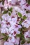 Defocus blur background of blooming white flower buds of apple trees on the branches