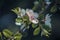 Defocus blur background of blooming white flower buds of apple trees on the branches