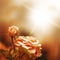 Defocus blur background with rose