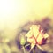 Defocus blur background with rose.