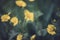 Defocus blur background of yellow spring flowers Doronicum on flowerbed