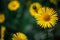 Defocus blur background of yellow spring flowers Doronicum on flowerbed