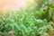 Defocus blurred image of green grassy summer background