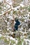 Defocus child boy climbing trees in winter forest in snowstorm. Kid hanging on tree on snowy winter background. Actively