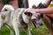 Defocus close-up angry siberian laika husky on leash with long tongue. Human& x27;s hands stroking dog, confidence trust