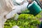 Defocus close-up gardener is standing near a low tunnel greenhouse. The farmer watering leek and onions, salad, lettuce