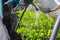 Defocus close-up gardener is standing near a low tunnel greenhouse. The farmer watering leek and onions, salad, lettuce. Greens.