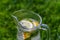 Defocus close-up glass jug of lemonade with lemon and mint on natural green nature background. Pitcher of cold summer