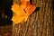 Defocus close-up orange maple leaf on trunk tree. Canada autumn park. Happy fall background. Hello autumn. Nature