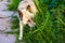 Defocus close-up siberian laika husky on a leash. Dog smelling for hunting in garden. The pet takes the trail and