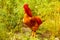 Defocus colorful rooster on green nature background. A large red rooster stands in the tall grass on a sunny day