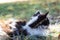 Defocus cute black and white cat, kitten seating on summer grass and hunting. Pet love background. Kitten hunting. Fur