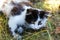 Defocus cute black and white cat, kitten with yellow eyes seating on summer grass and looking away. Pet love background