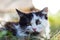 Defocus cute black and white cat, kitten with yellow eyes seating on summer grass. Pet love background. Kitten hunting