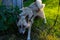 Defocus cute siberian husky dog peeing on a plant and grass in an park. West laika urinating pee on tree trunk to mark