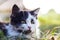 Defocus cute surprised black and white cat, kitten with different yellow eyes seating on summer grass. Pet love