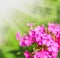 Defocus floral background.