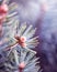 Defocus floral background Branch of spruce