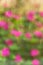 Defocus of flower garden greenhouse