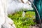 Defocus gardener is standing near a low tunnel greenhouse. The farmer watering leek and onions, salad, lettuce. Greens